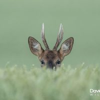 Hiding in the Cow Parsley