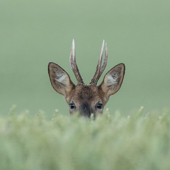 Hiding in the Cow Parsley