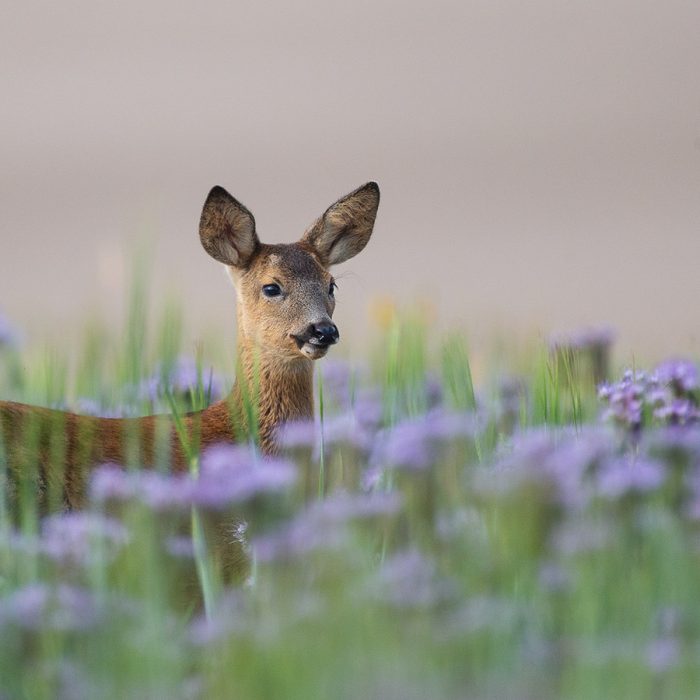 Roe Deer in Phacelia