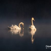 Mute Swans in the Early Morning Light