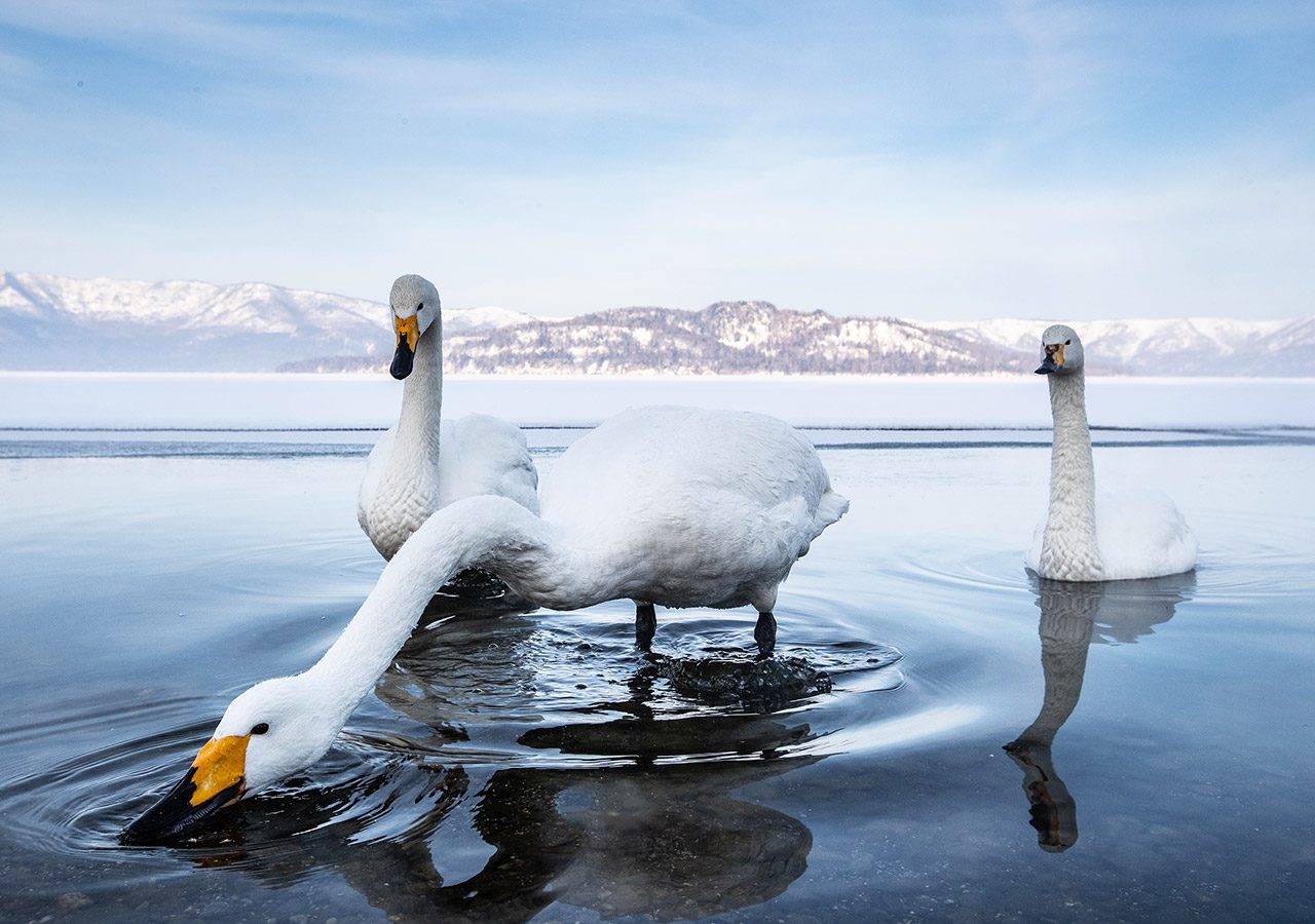 Whooper Swans on a Snowy Lake