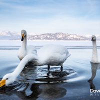 Whooper Swans on a Snowy Lake