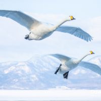 Whooper Fly Past