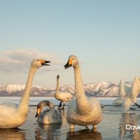 Whooper Swans Calling