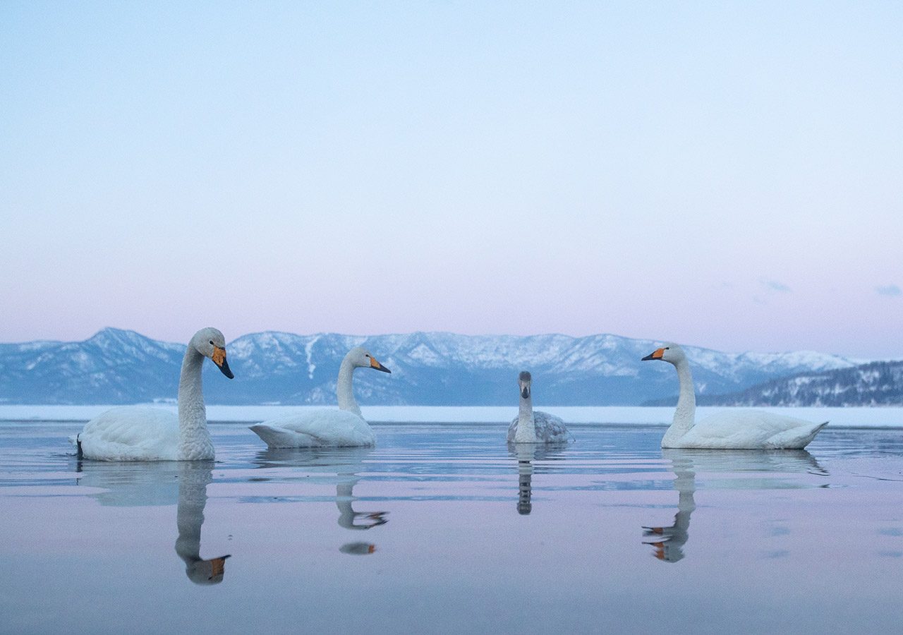 Whooper Reflections