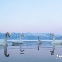 Whooper Reflections