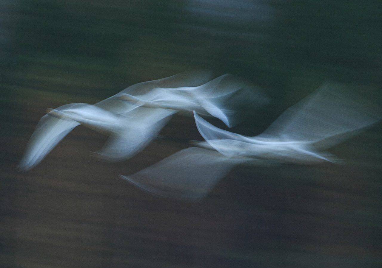 Whooper Swans in Flight