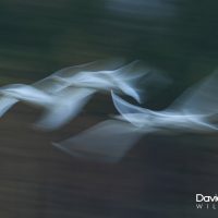 Whooper Swans in Flight