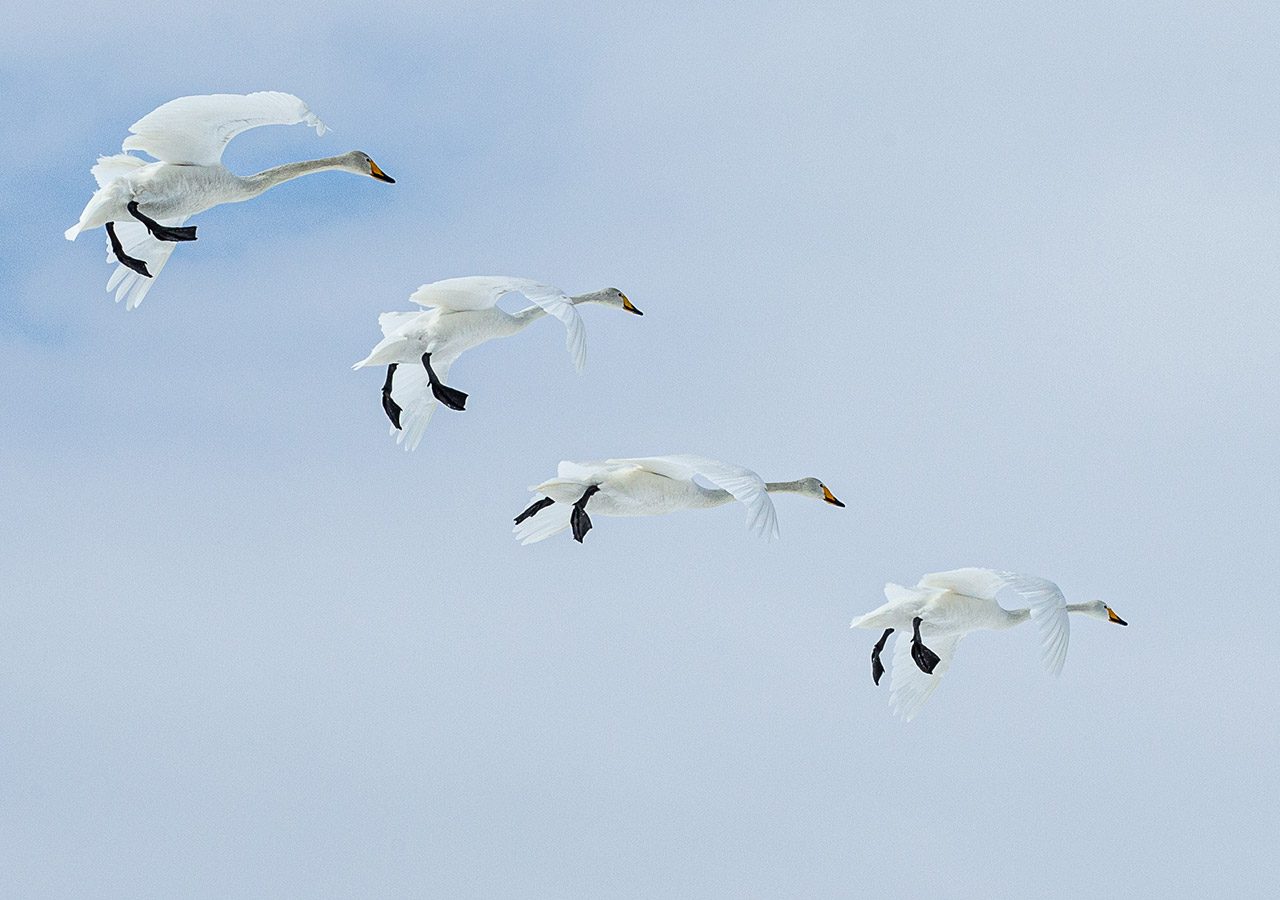 Whooper Swans Coming Into Land