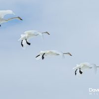 Whooper Swans Coming Into Land