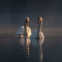 Mute Swans Family