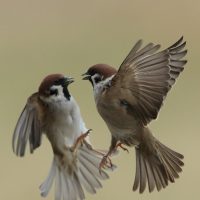 Sparring Tree Sparrows