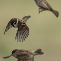 Tree Sparrow Flying