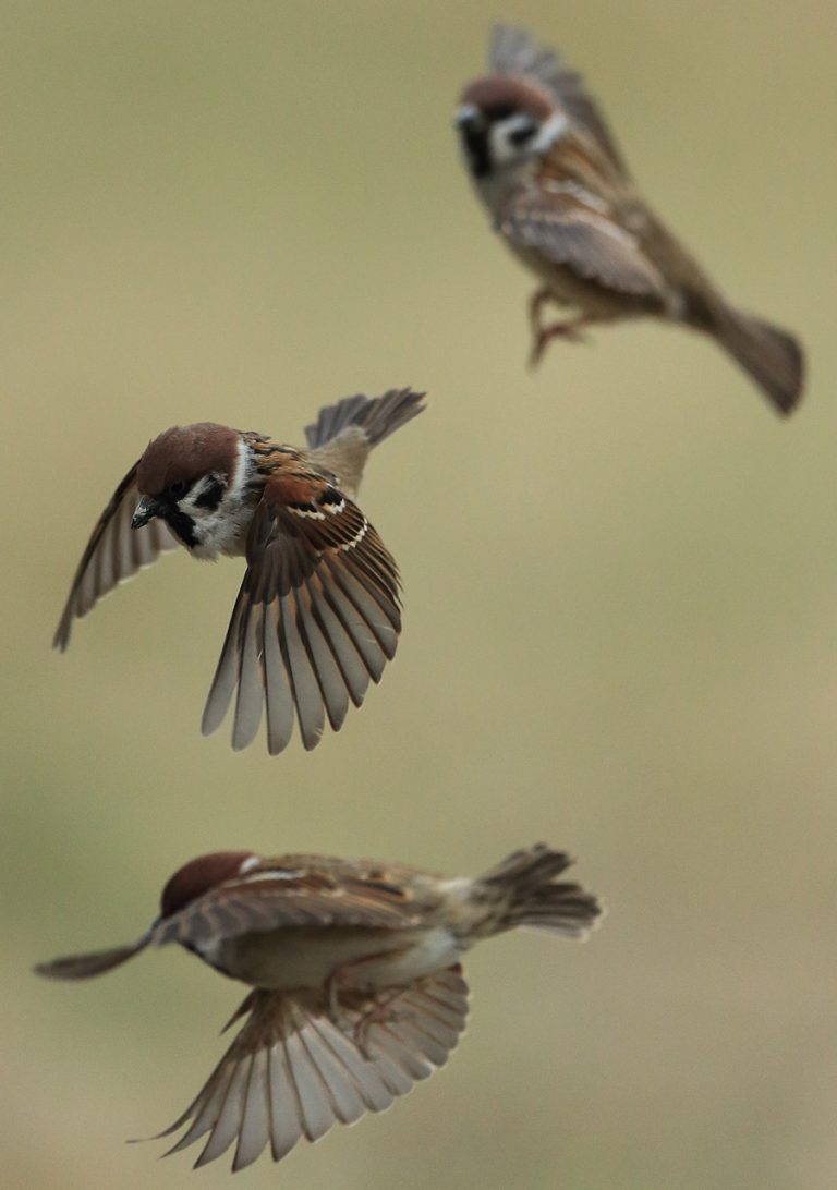 Tree Sparrows Flying David White Wildlife Photography