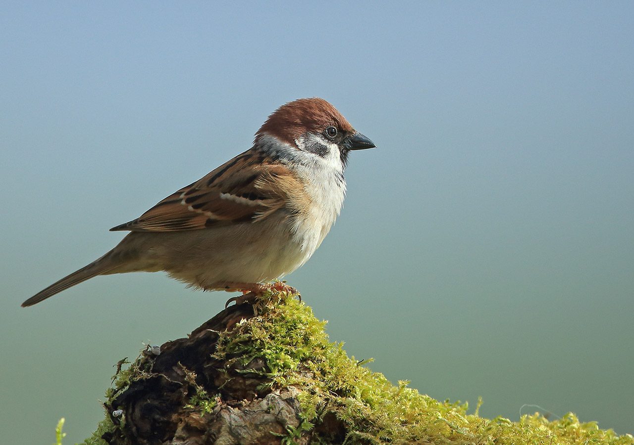 Tree Sparrow Perched