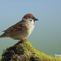 Tree Sparrow Perched