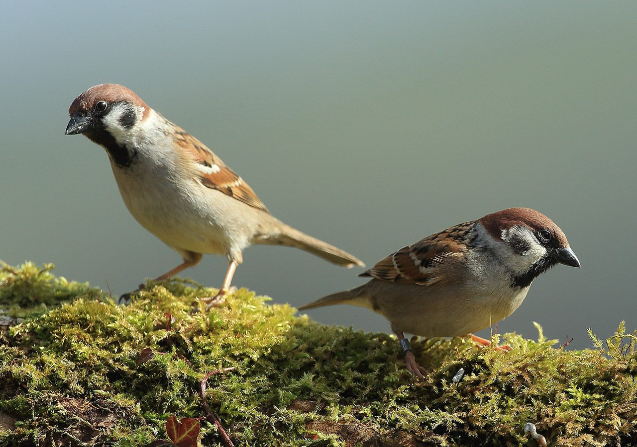 Tree Sparrows