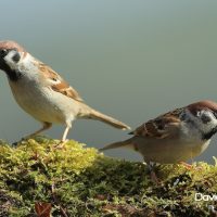 Tree Sparrows