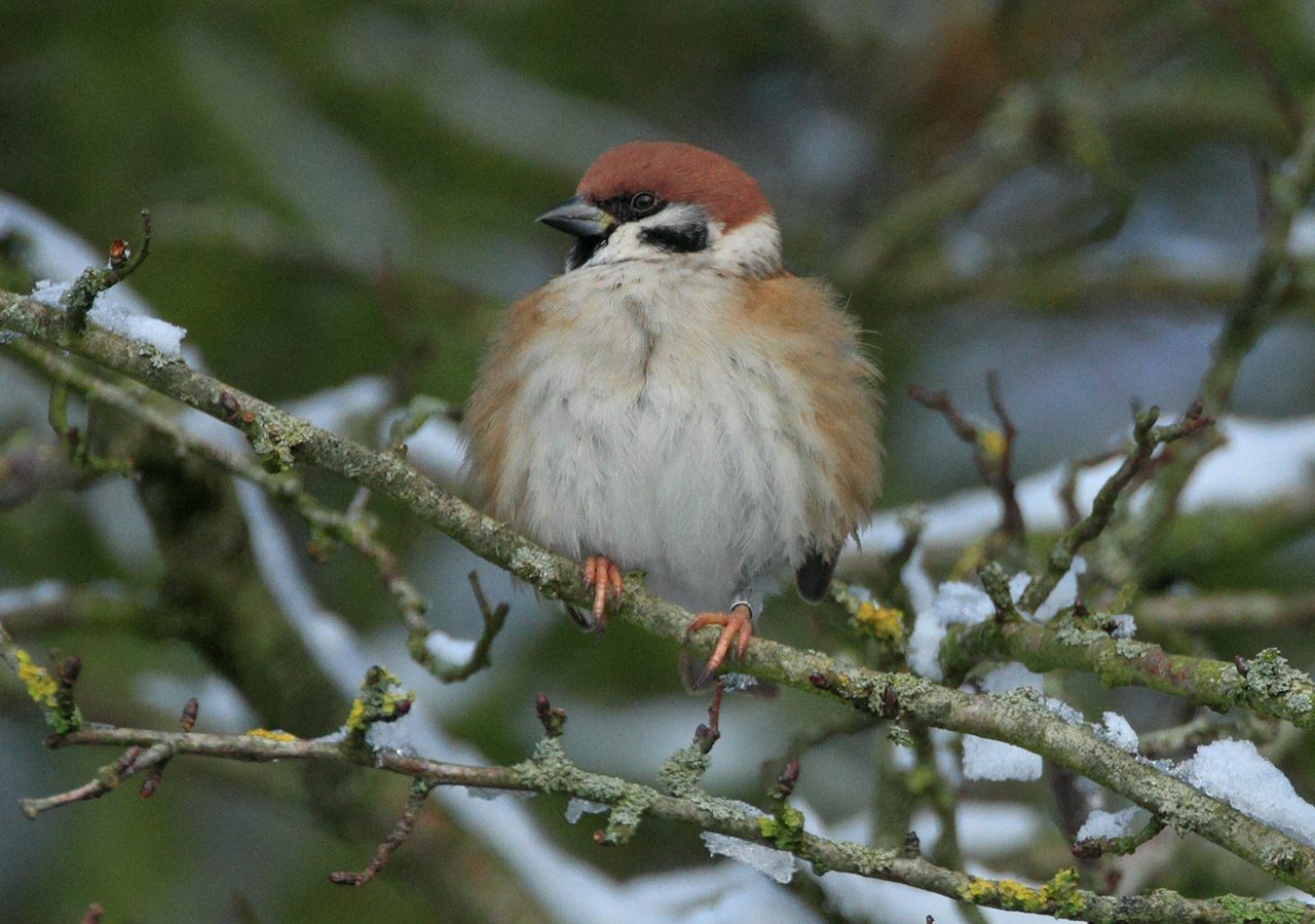 Fluffed up Tree Sparrow