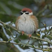 Fluffed up Tree Sparrow