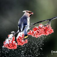 Waxing on Snowy berries