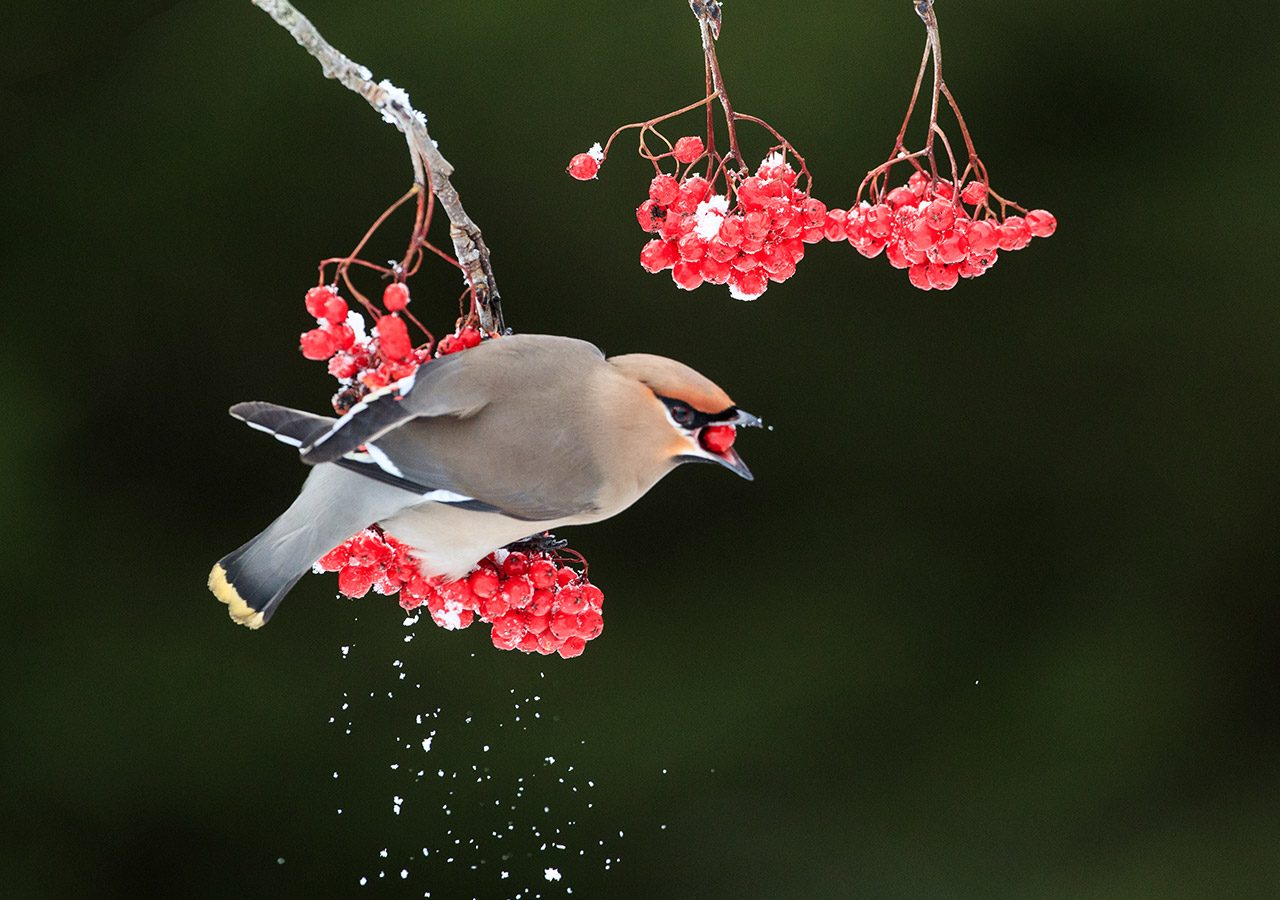 Waxwing Eating Red Berries