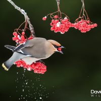 Waxwing Eating Red Berries