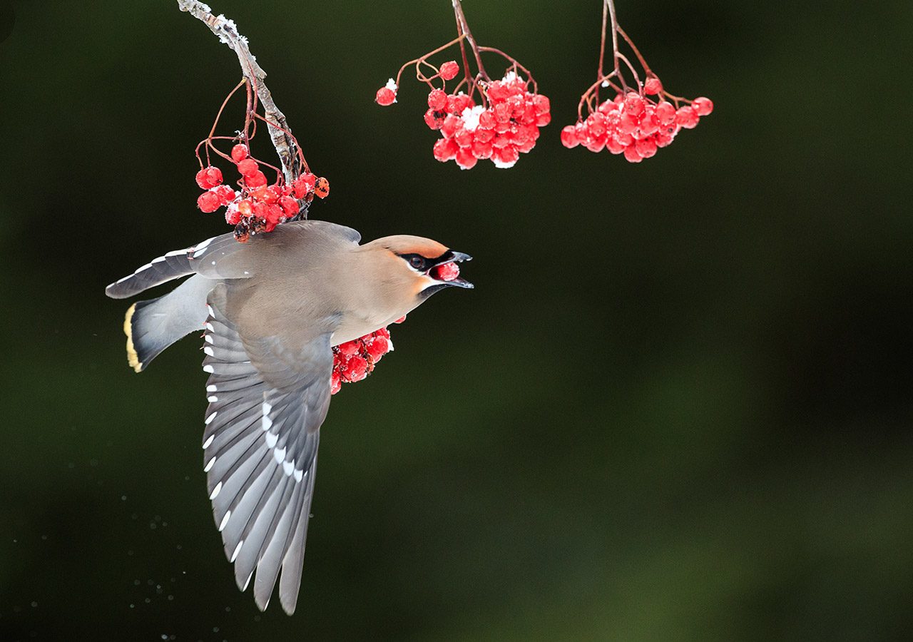 Waxwing Balancing