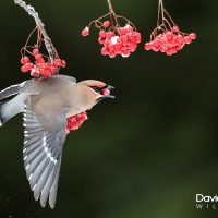 Waxwing Balancing