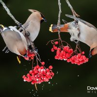 Waxwings Eating Red Berries