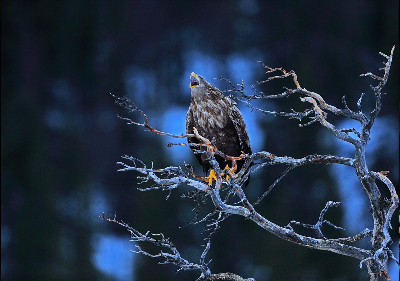 White-tailed Eagle Calling