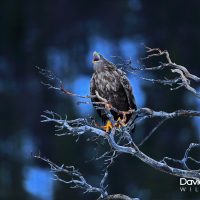 White-tailed Eagle Calling