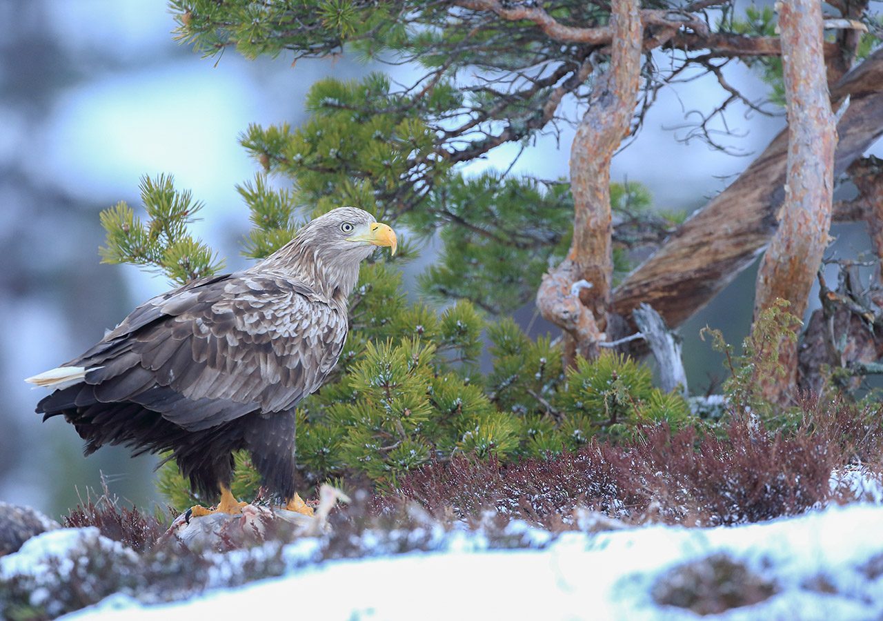 White-tailed Eagle with Prey