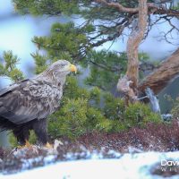 White-tailed Eagle with Prey