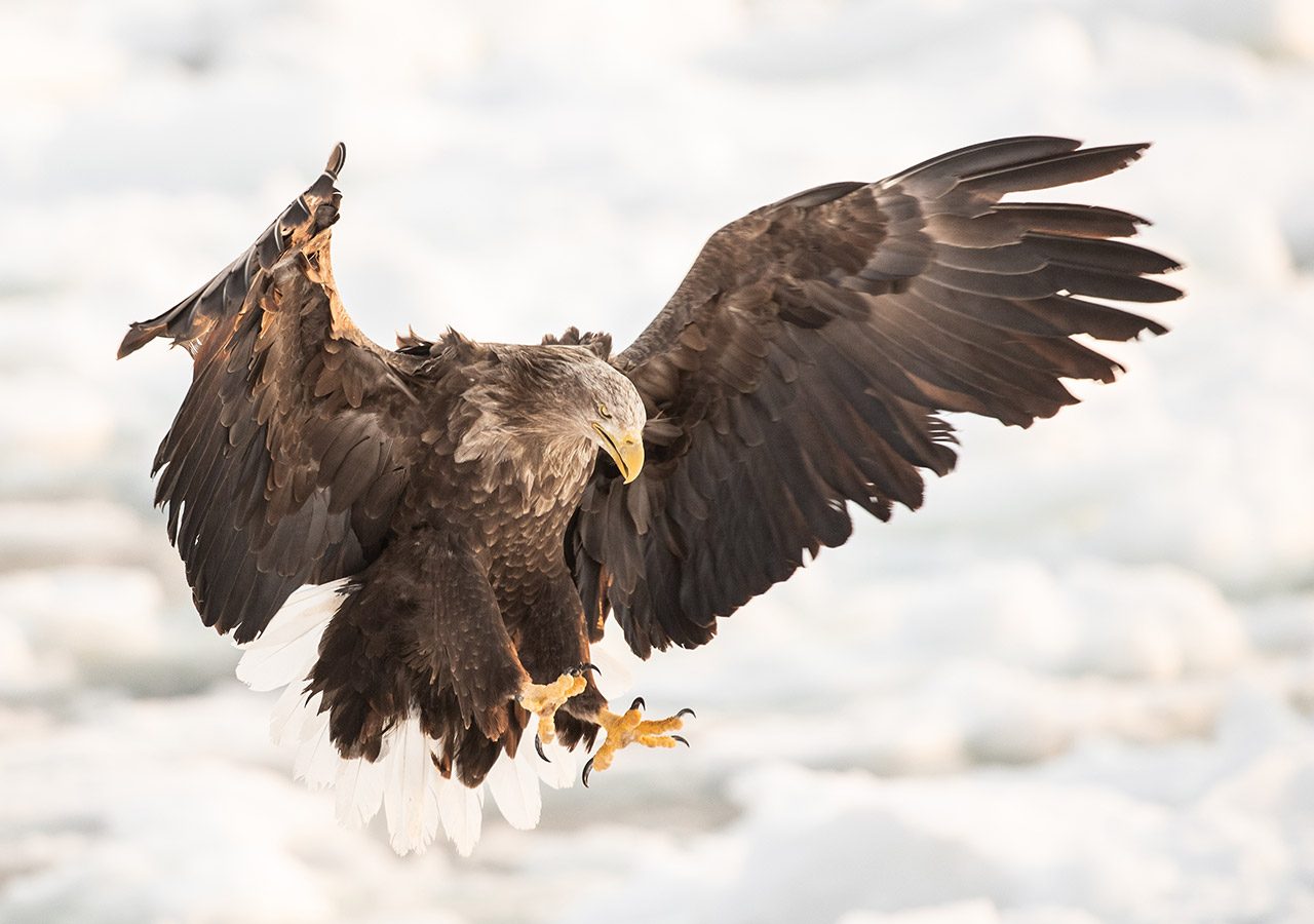 White-tailed Eagle Coming into Land