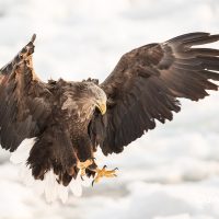 White-tailed Eagle Coming into Land