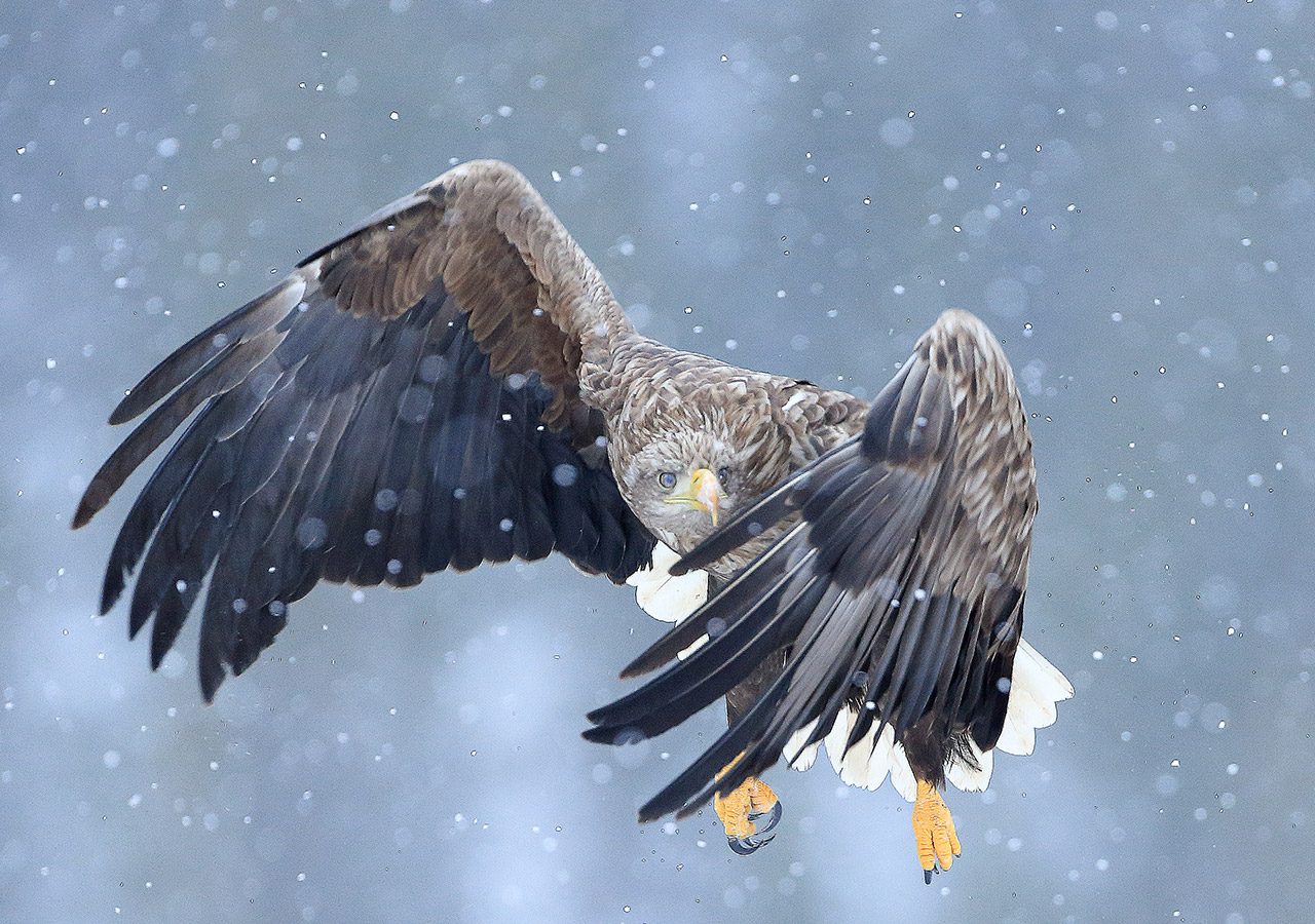 White-tailed Eagle in the Snow