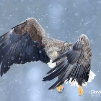 White-tailed Eagle in the Snow