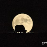 Berwick Bassett Highlands in the Moon