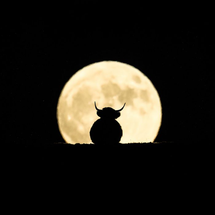 Berwick Bassett Highland Cow in the Moon