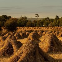 Wheat Sheaves at Marden