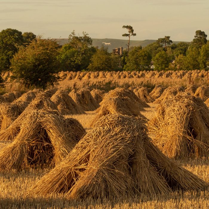 Wheat Sheaves at Marden (prt 3)