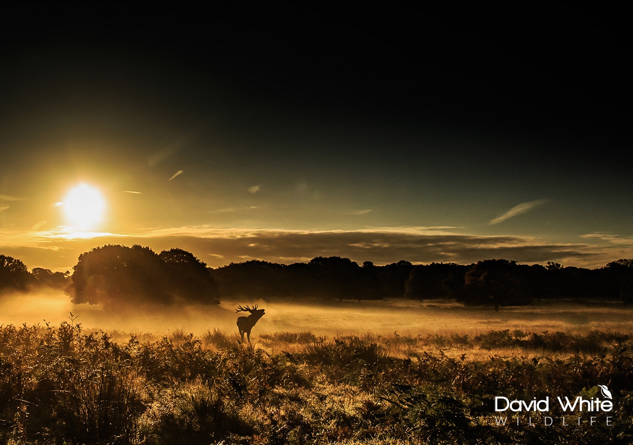 Red Deer at Dawn Richmond Park