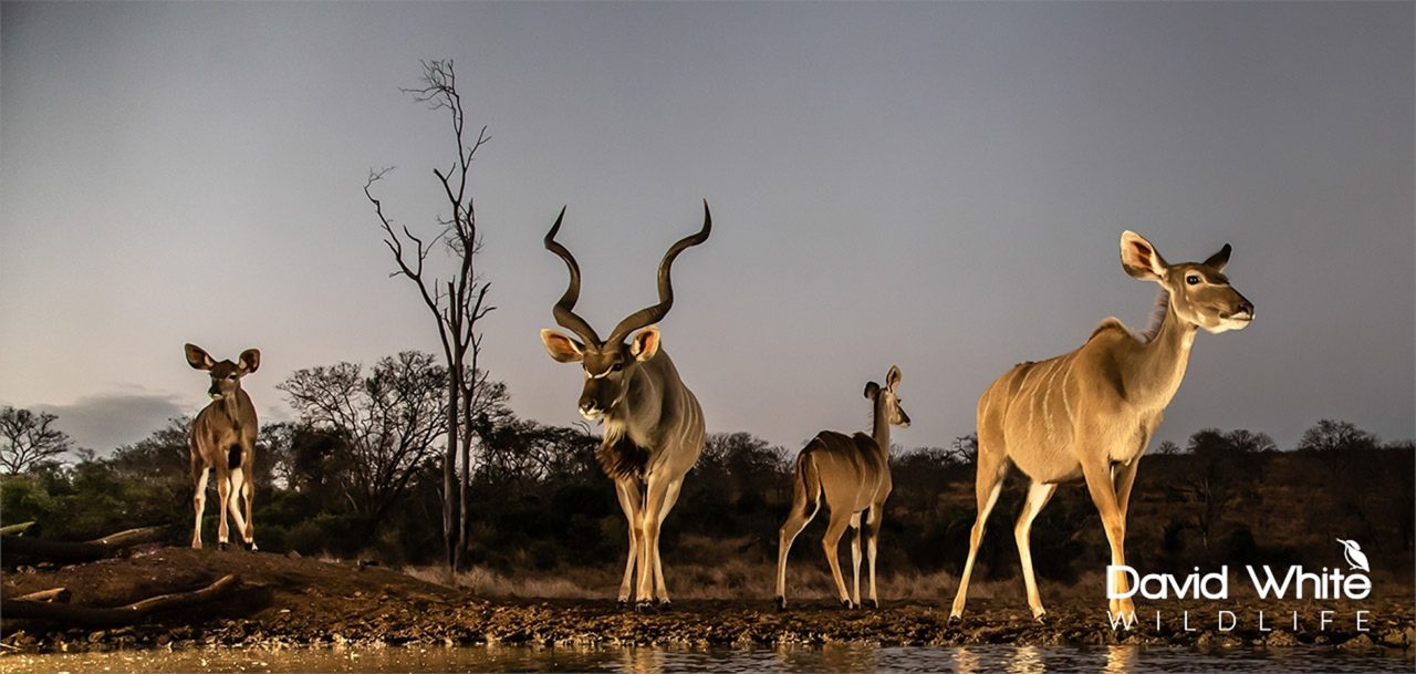 Kudu at Dawn