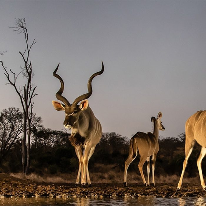 Kudu at Dawn